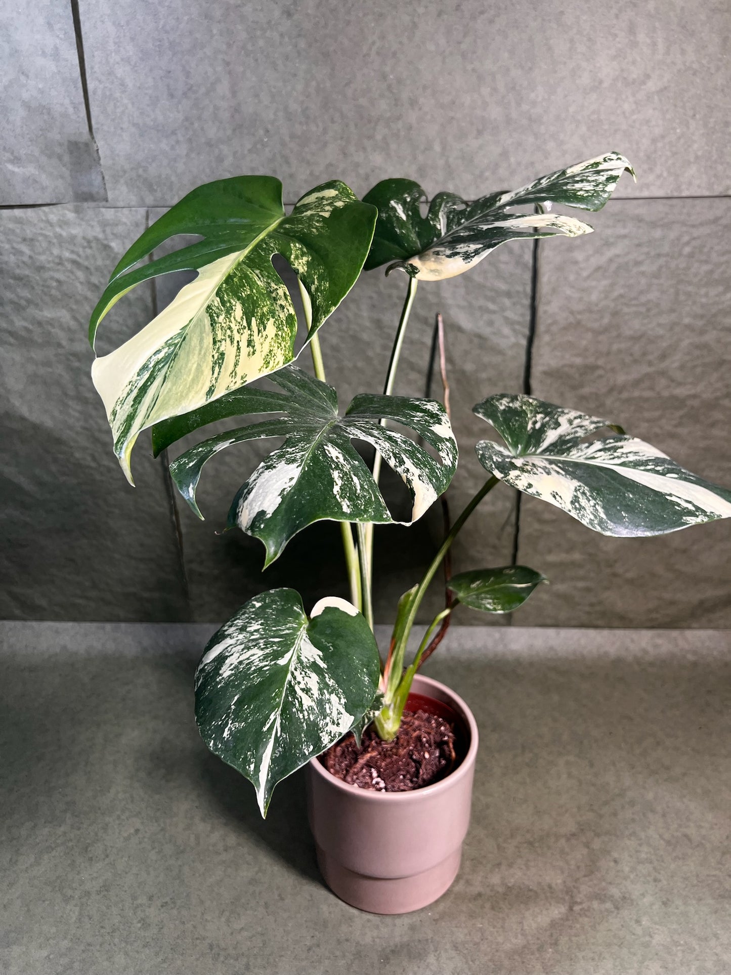 Monstera Aurea ↕: 30cm ø: 12cm