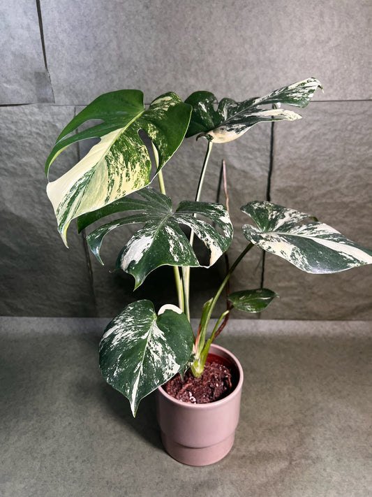 Monstera Aurea ↕: 30cm ø: 12cm