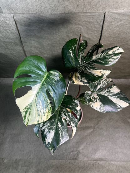 Monstera Aurea ↕: 30cm ø: 12cm