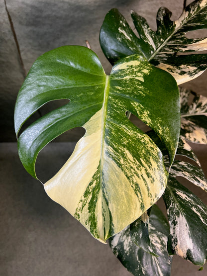 Monstera Aurea ↕: 30cm ø: 12cm