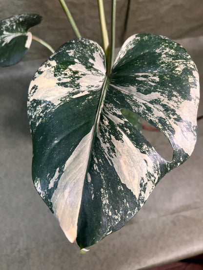 Monstera Aurea ↕: 30cm ø: 12cm