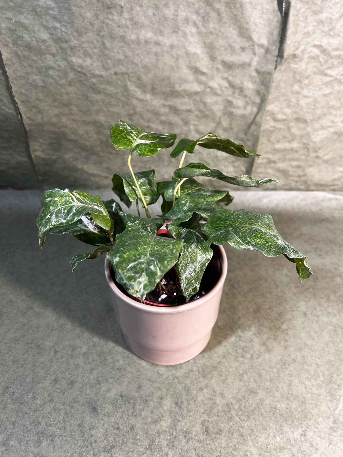 Calathea Musaïca variegata ↕: 15cm ø: 12cm