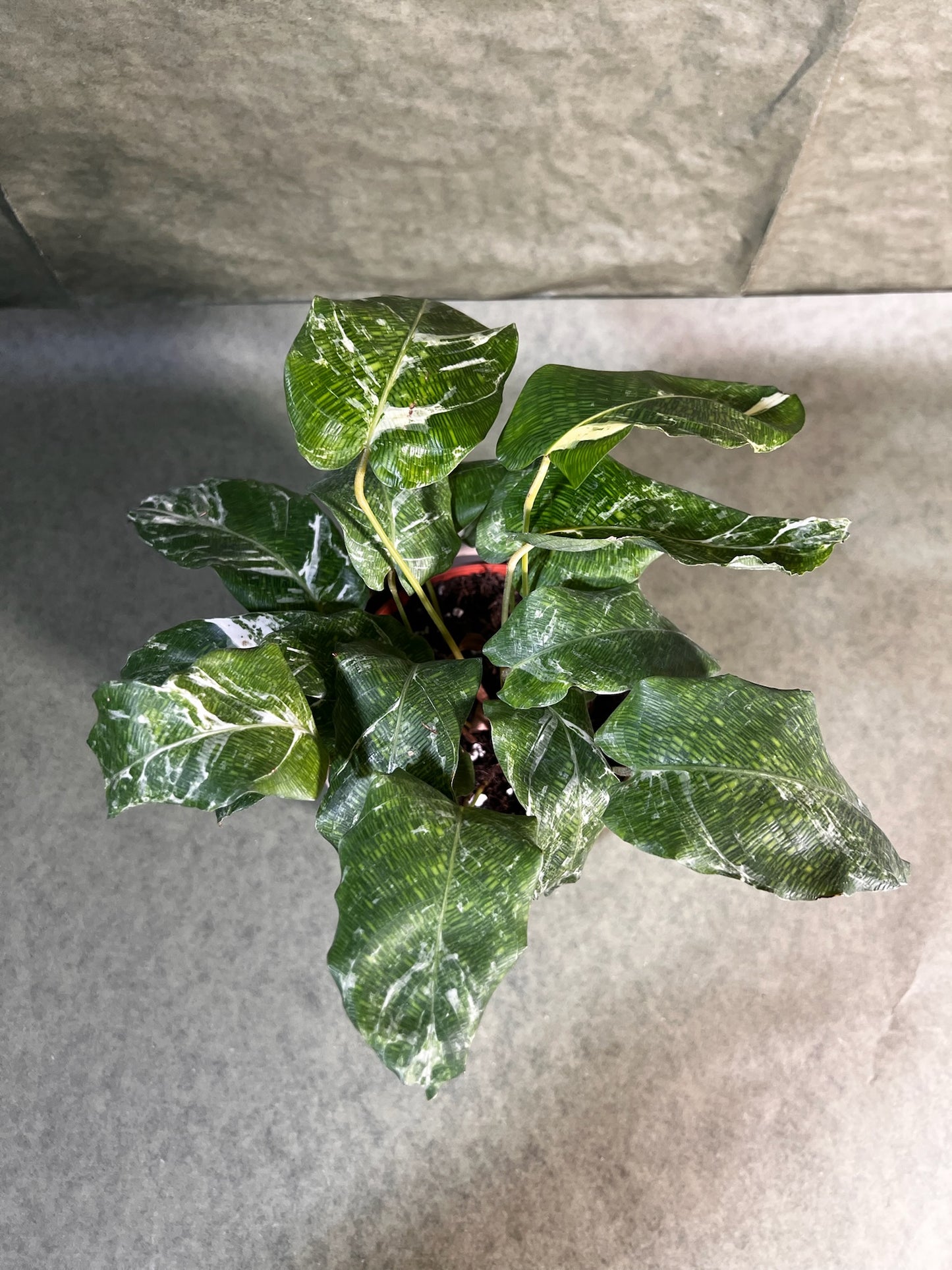 Calathea Musaïca variegata ↕: 15cm ø: 12cm