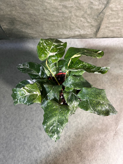 Calathea Musaïca variegata ↕: 15cm ø: 12cm