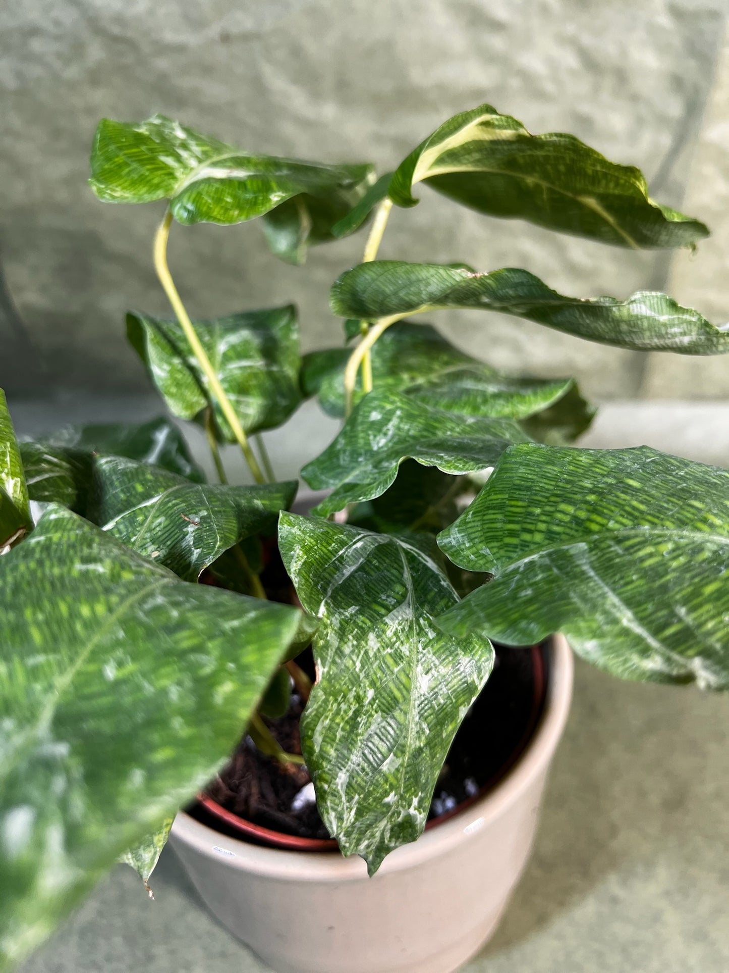 Calathea Musaïca variegata ↕: 15cm ø: 12cm