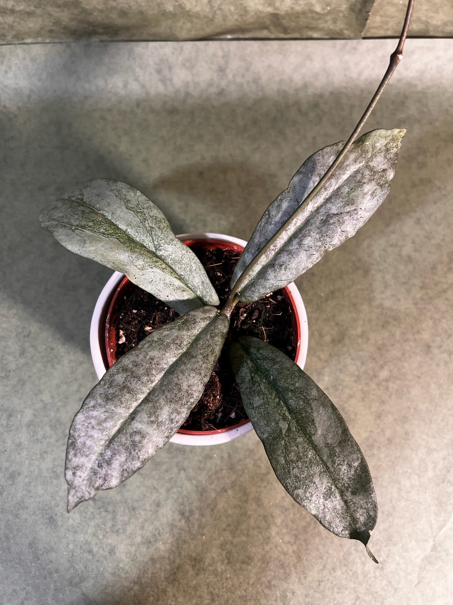Hoya Mitrata Silver ↕: 13cm ø: 10,5cm