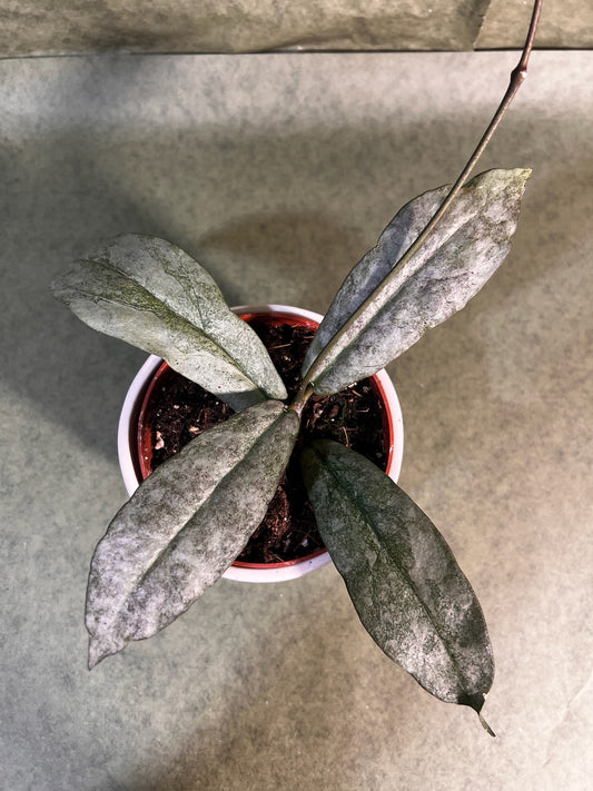 Hoya Mitrata Silver ↕: 13cm ø: 10,5cm