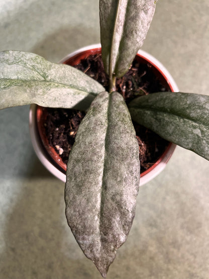 Hoya Mitrata Silver ↕: 13cm ø: 10,5cm