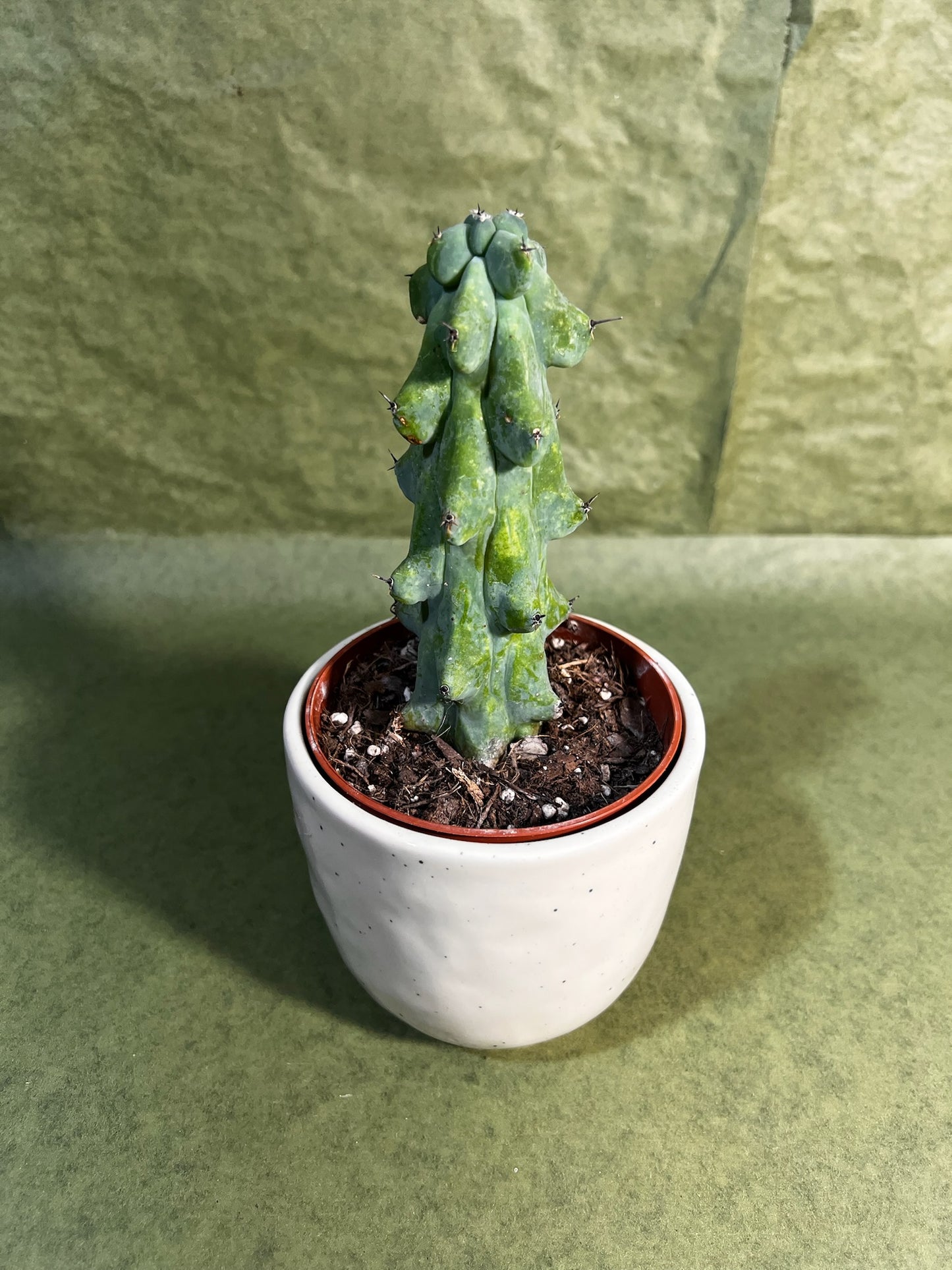 Cereus Myrtillocactus Boobie ↕: 20cm ø: 10,5cm