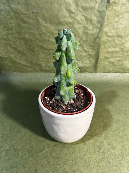 Cereus Myrtillocactus Boobie ↕: 20cm ø: 10,5cm