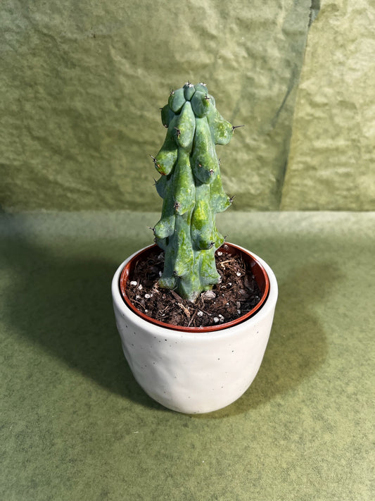 Cereus Myrtillocactus Boobie ↕: 20cm ø: 10,5cm