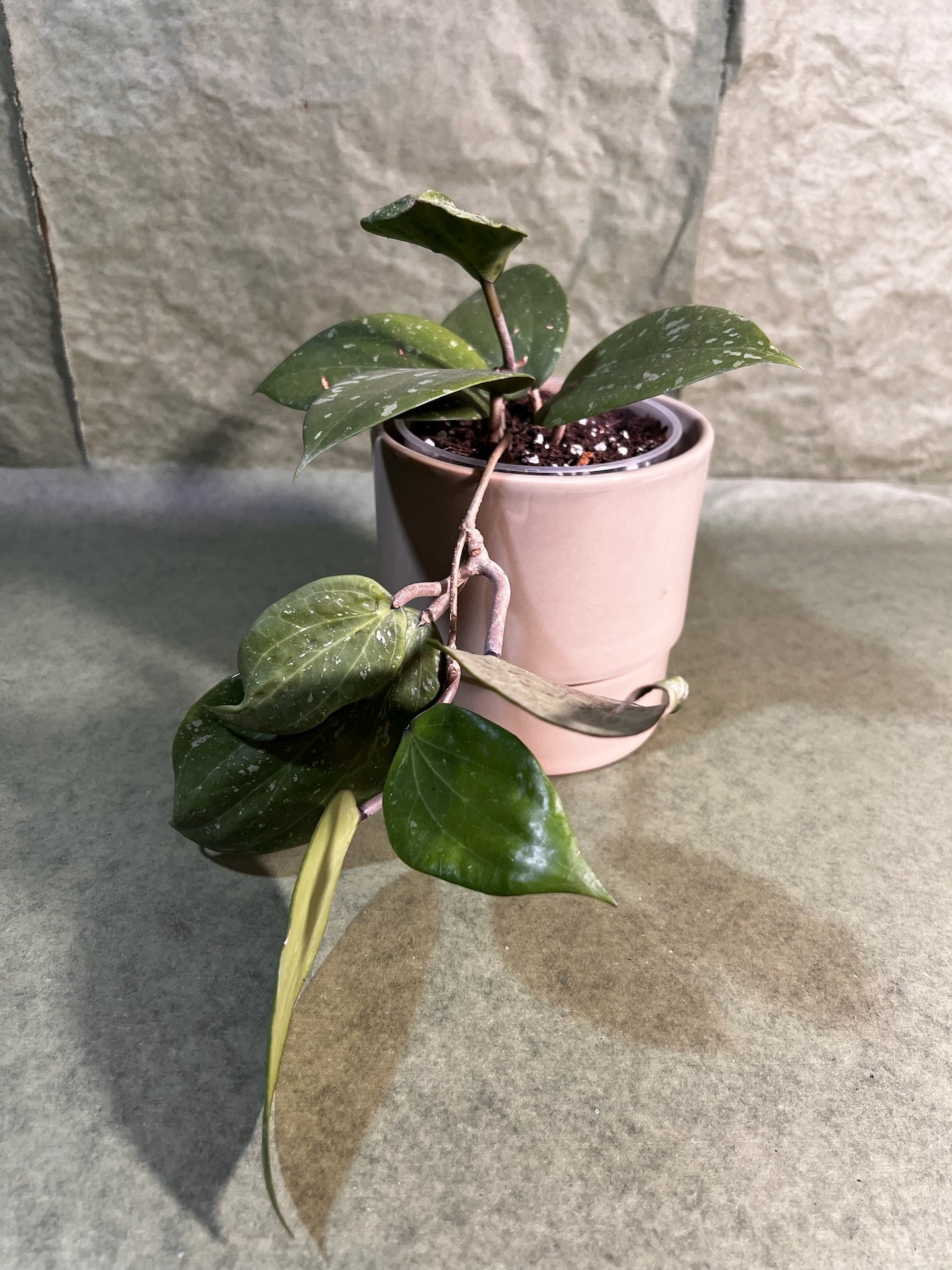 Hoya Latifolia Sp Borneo ↕: 20cm ø: 12cm