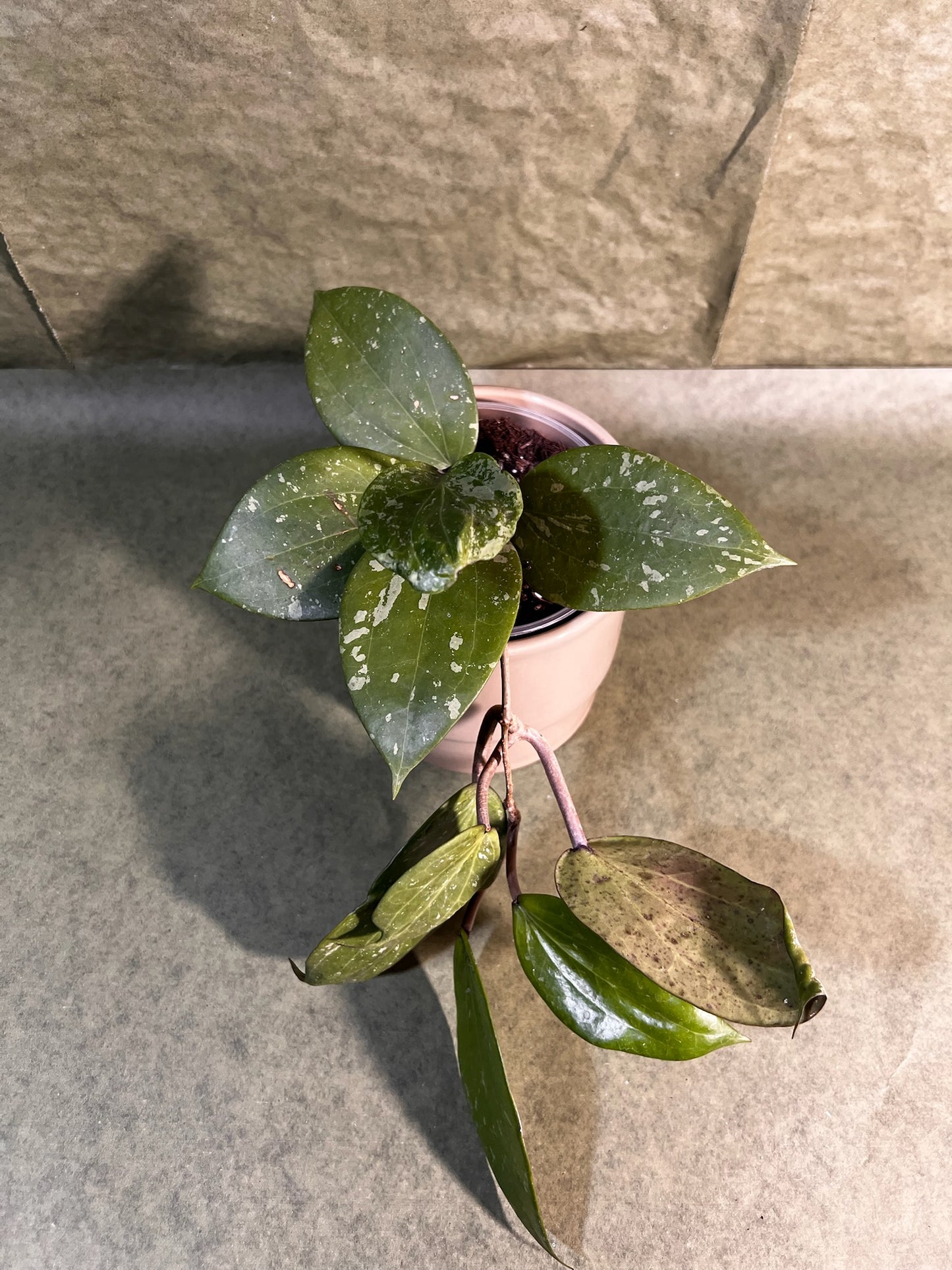 Hoya Latifolia Sp Borneo ↕: 20cm ø: 12cm