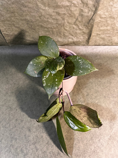 Hoya Latifolia Sp Borneo ↕: 20cm ø: 12cm