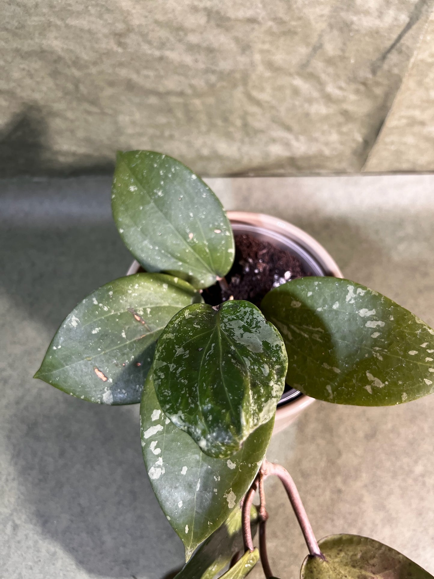 Hoya Latifolia Sp Borneo ↕: 20cm ø: 12cm