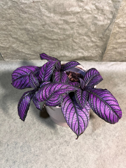 Strobilanthes Metallica ↕: 16cm ø: 13cm