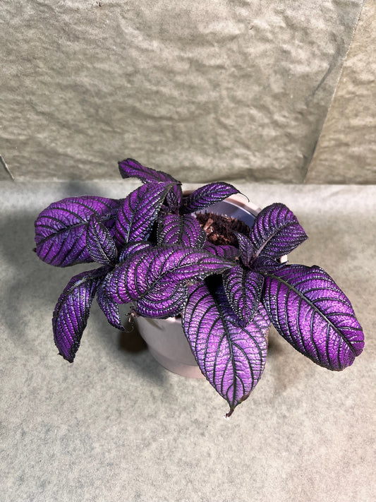 Strobilanthes Metallica ↕: 16cm ø: 13cm