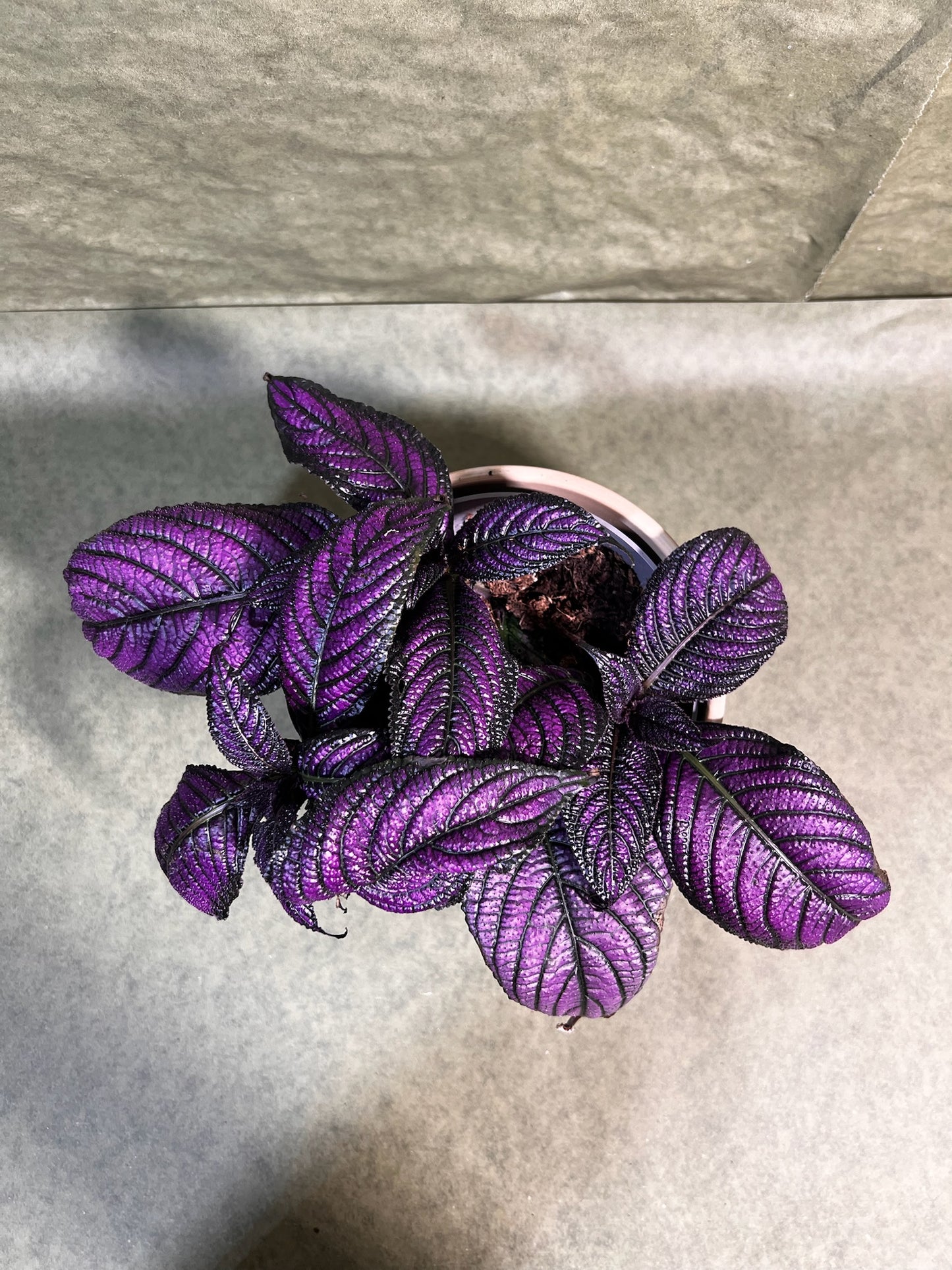 Strobilanthes Metallica ↕: 16cm ø: 13cm