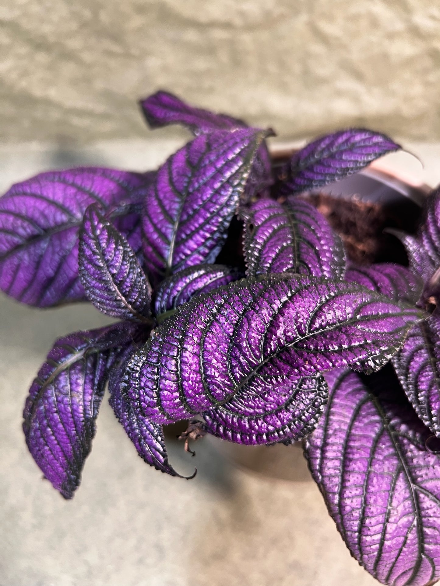 Strobilanthes Metallica ↕: 16cm ø: 13cm