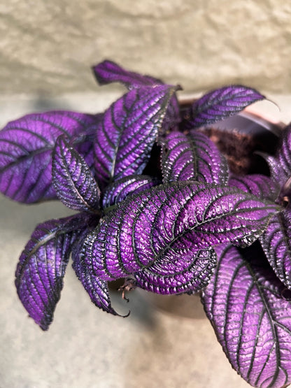 Strobilanthes Metallica ↕: 16cm ø: 13cm