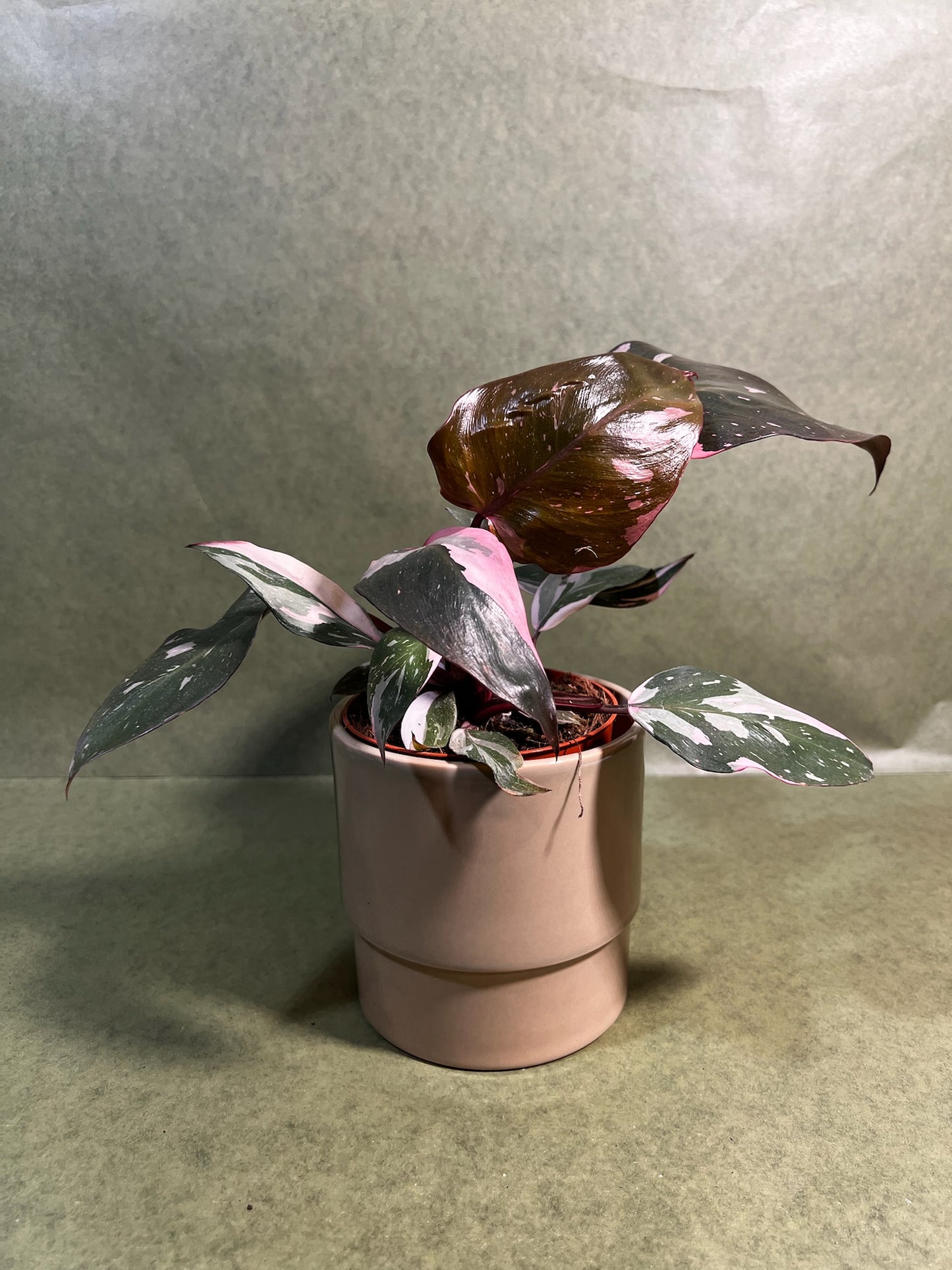 Philodendron Burgundy Princess ↕: 25cm ø: 12cm