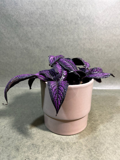 Strobilanthes Metallica ↕: 16cm ø: 13cm