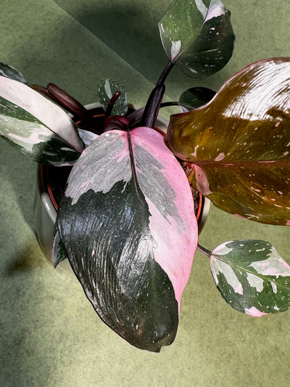 Philodendron Burgundy Princess ↕: 25cm ø: 12cm