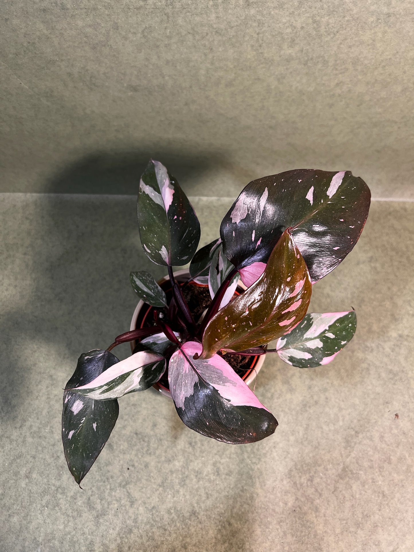 Philodendron Burgundy Princess ↕: 25cm ø: 12cm