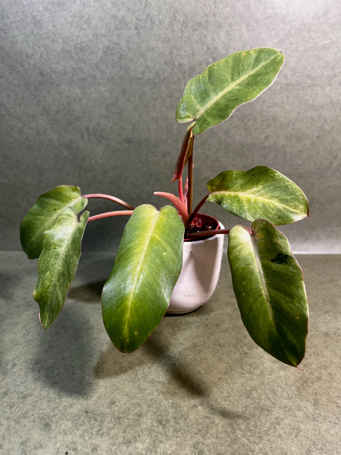 Philodendron Snowdrift ↕: 25cm ø: 10,5cm