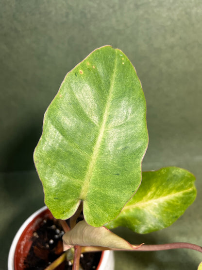 Philodendron Snowdrift ↕: 25cm ø: 10,5cm