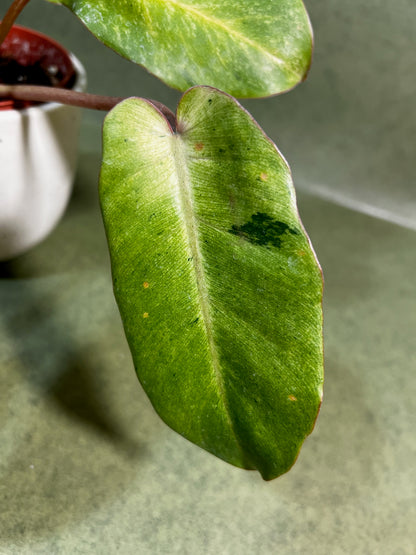 Philodendron Snowdrift ↕: 25cm ø: 10,5cm