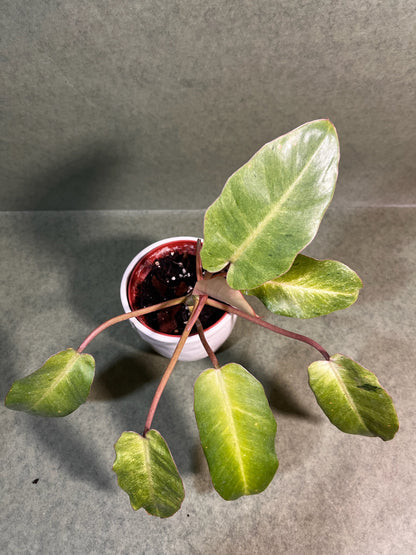 Philodendron Snowdrift ↕: 25cm ø: 10,5cm