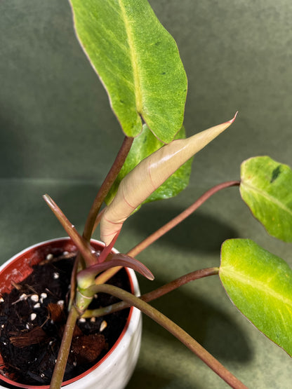 Philodendron Snowdrift ↕: 25cm ø: 10,5cm