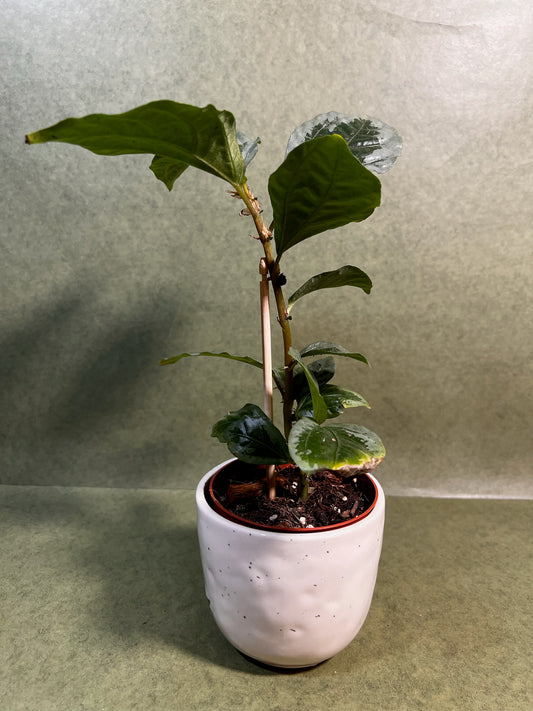 Elatostema Vittatum ↕: 31cm ø: 10,5cm