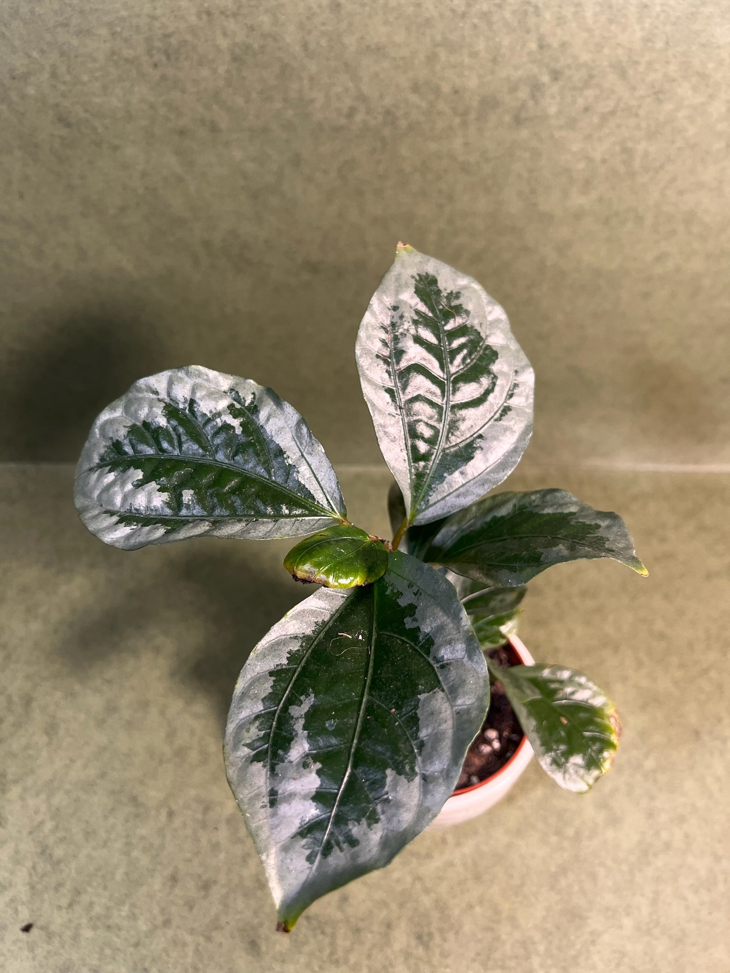 Elatostema Vittatum ↕: 31cm ø: 10,5cm