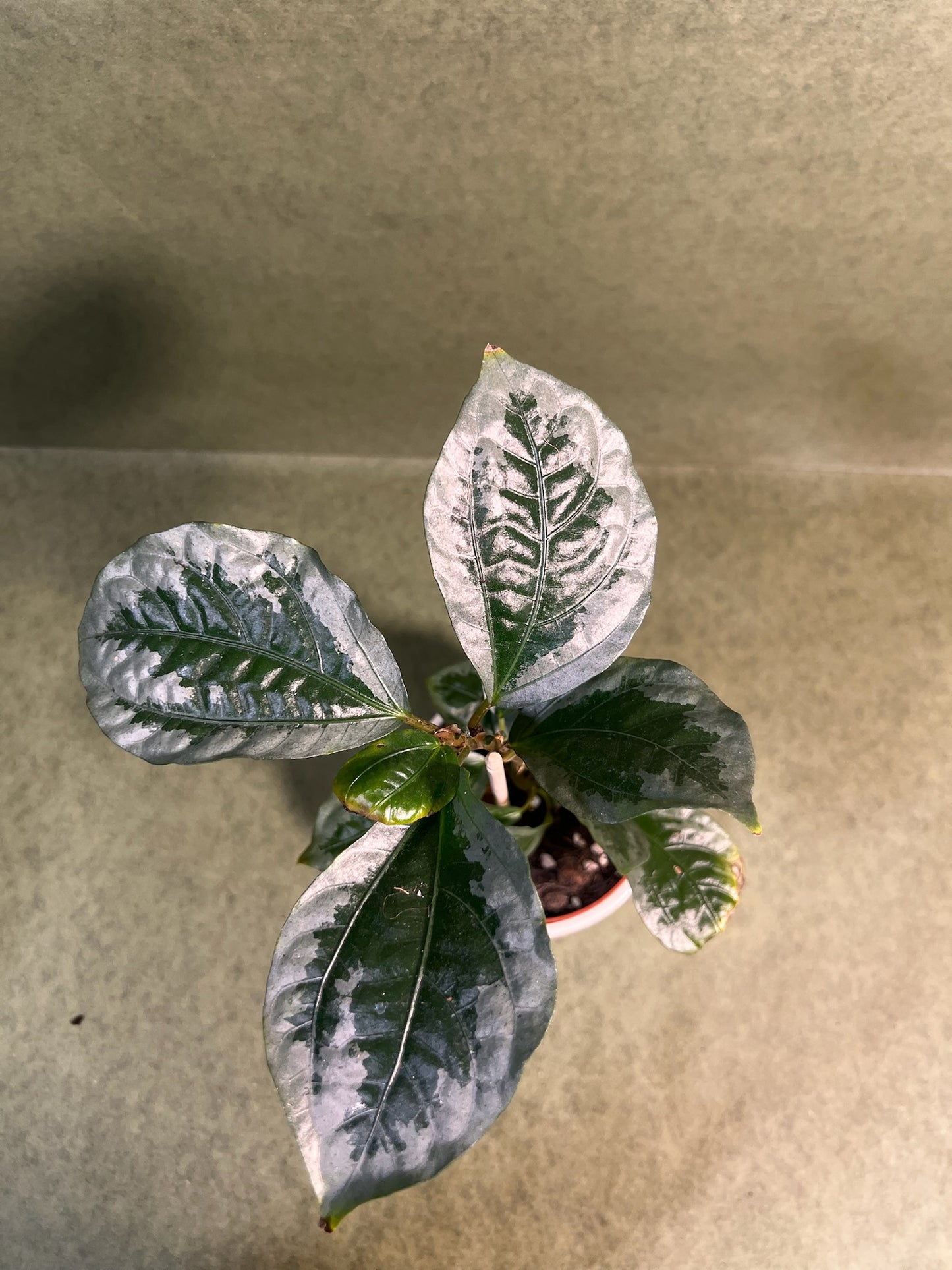 Elatostema Vittatum ↕: 31cm ø: 10,5cm