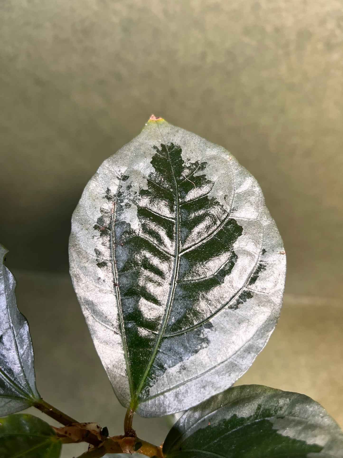 Elatostema Vittatum ↕: 31cm ø: 10,5cm