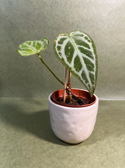 Anthurium Snow Queen ↕: 22cm ø: 10,5cm