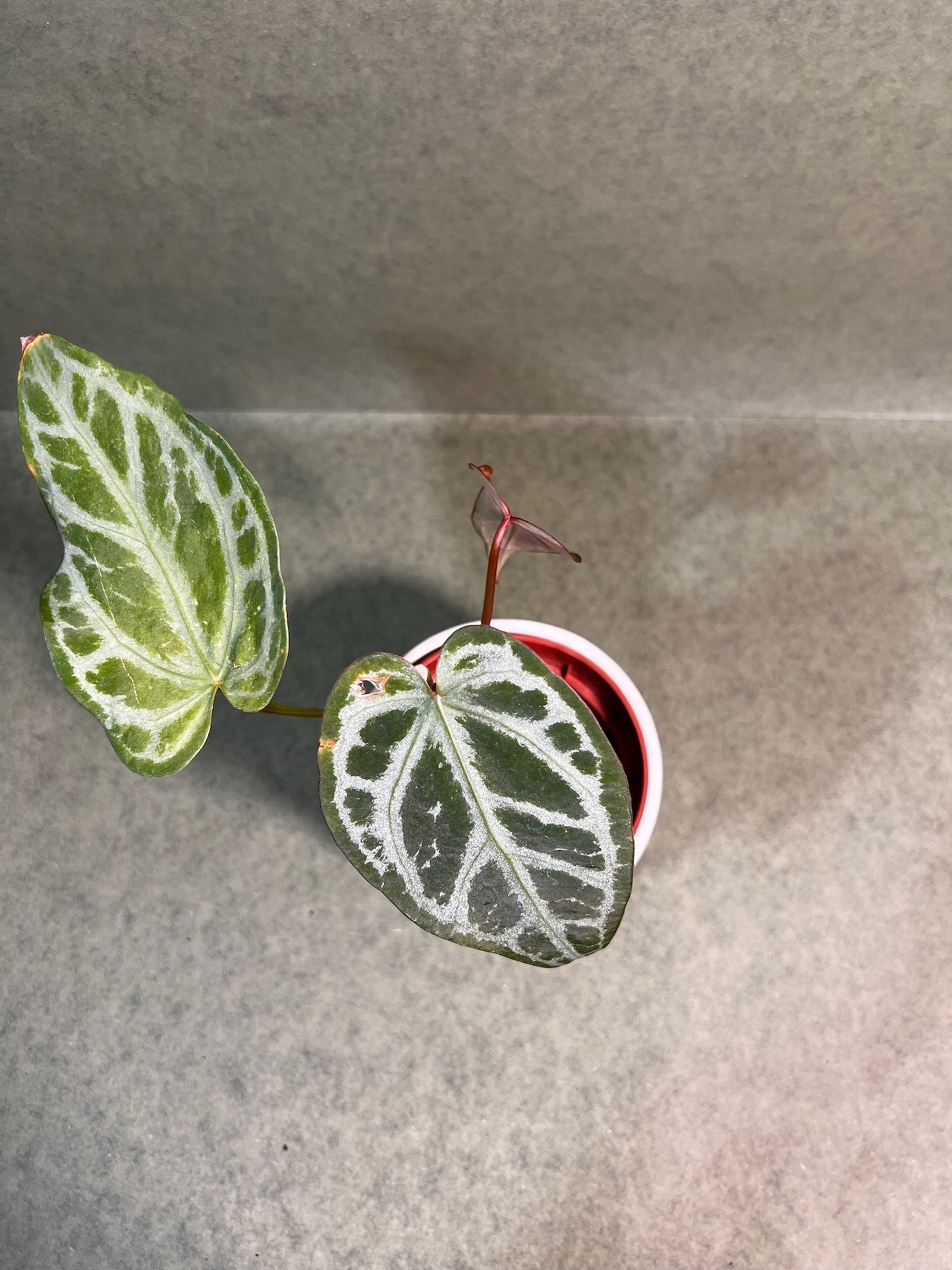 Anthurium Snow Queen ↕: 22cm ø: 10,5cm