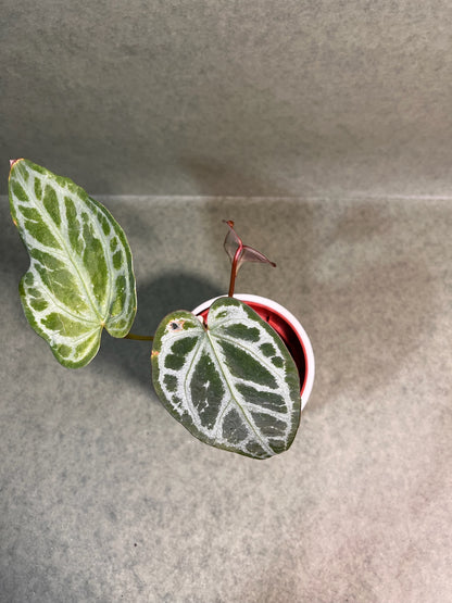 Anthurium Snow Queen ↕: 22cm ø: 10,5cm