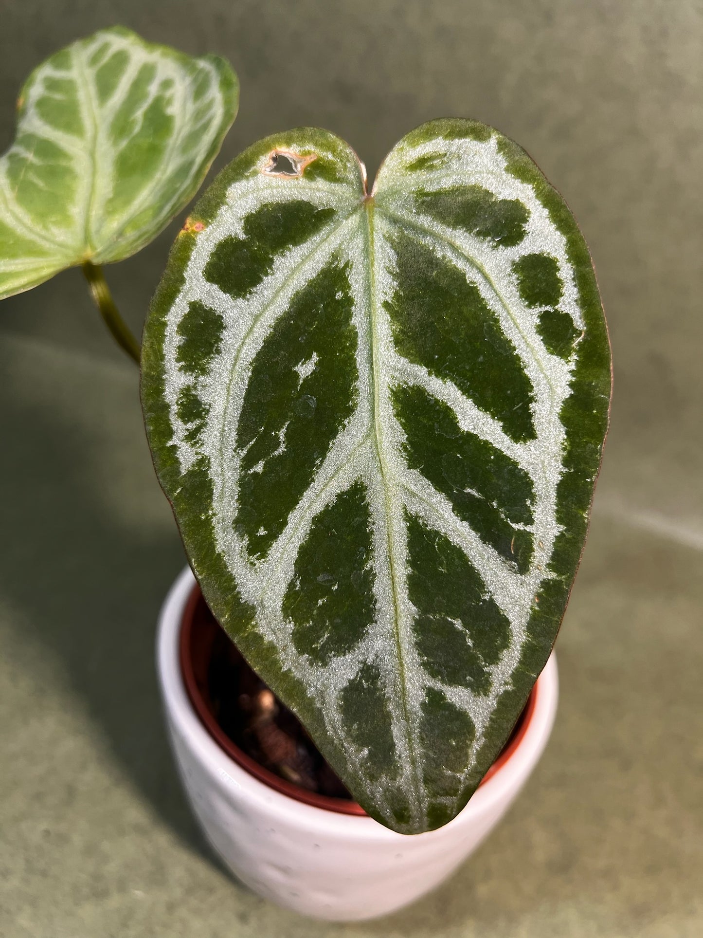 Anthurium Snow Queen ↕: 22cm ø: 10,5cm