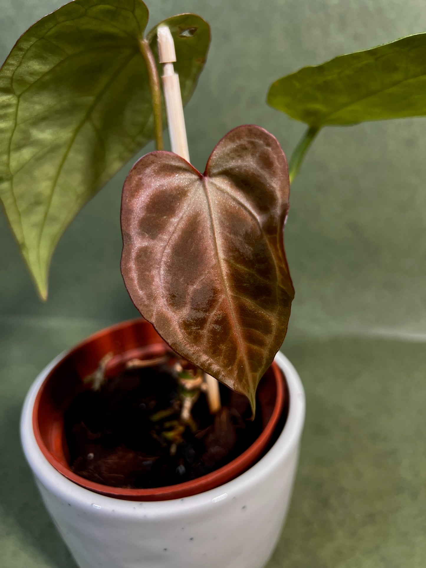 Anthurium Snow Queen ↕: 22cm ø: 10,5cm