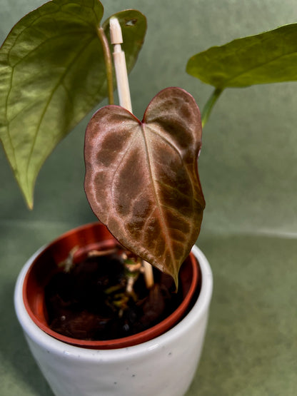 Anthurium Snow Queen ↕: 22cm ø: 10,5cm