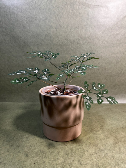 Adenia Perrieri  ↕: 20cm ø: 12cm