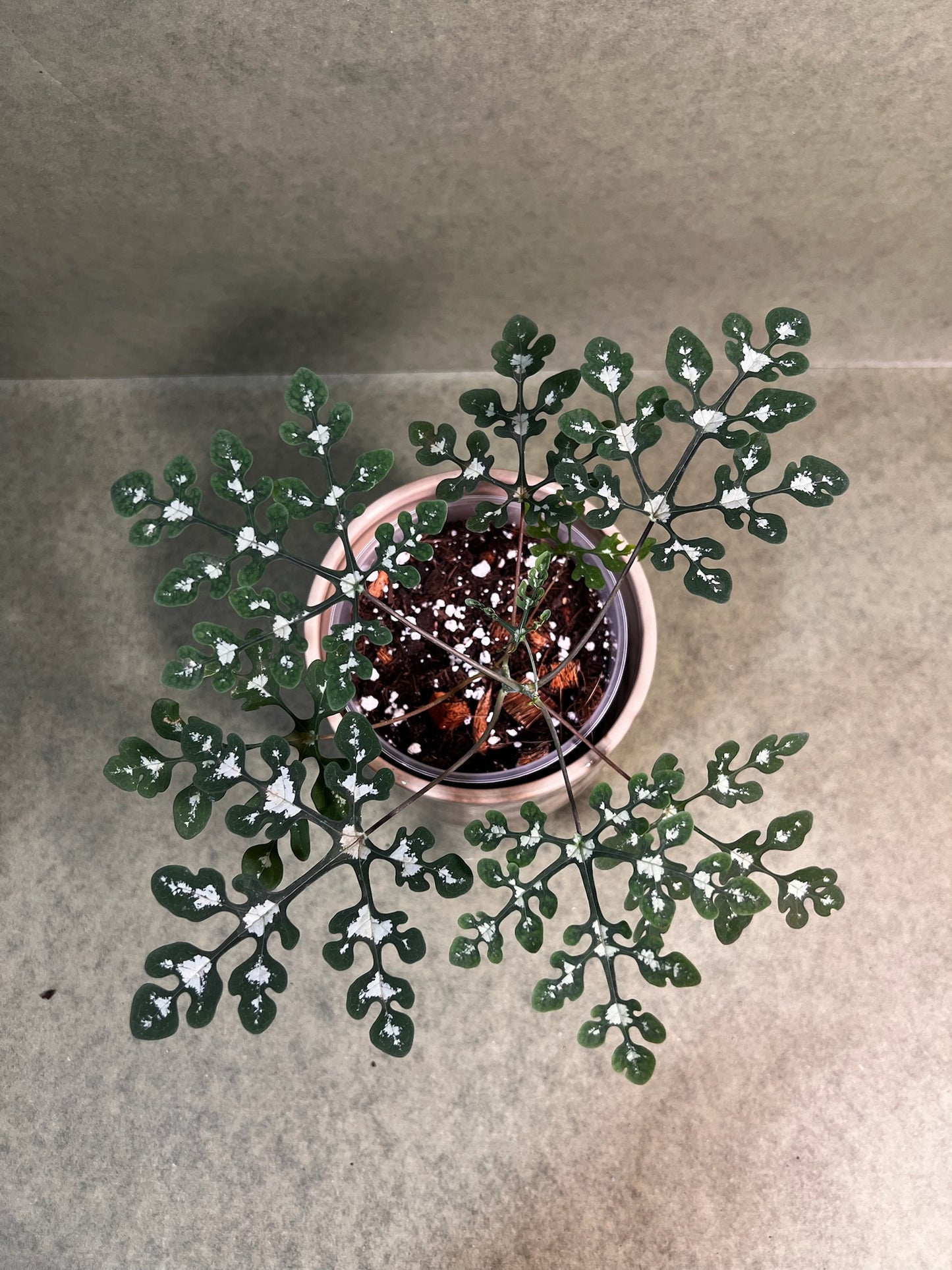 Adenia Perrieri  ↕: 20cm ø: 12cm