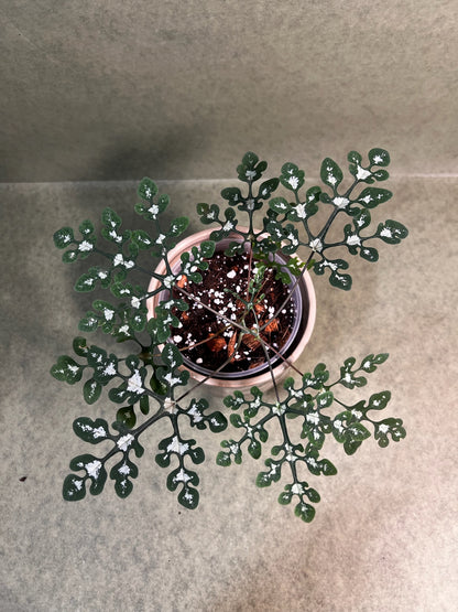 Adenia Perrieri  ↕: 20cm ø: 12cm