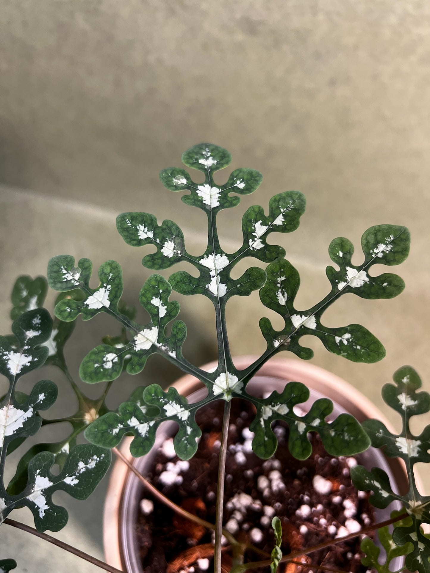 Adenia Perrieri  ↕: 20cm ø: 12cm