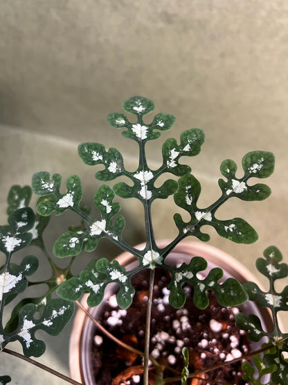 Adenia Perrieri  ↕: 20cm ø: 12cm