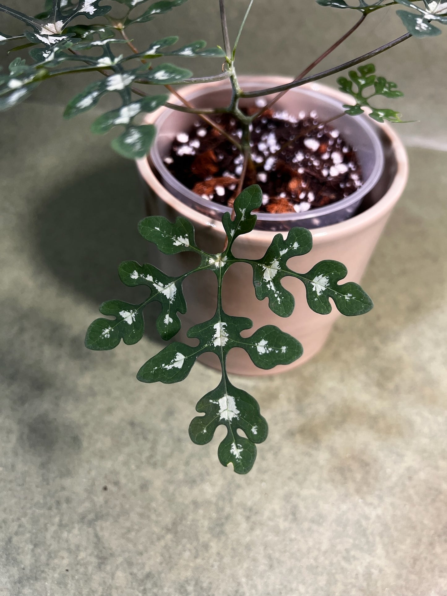Adenia Perrieri  ↕: 20cm ø: 12cm