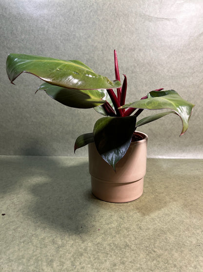 Philodendron Sunlight ↕: 27,5cm ø: 12cm